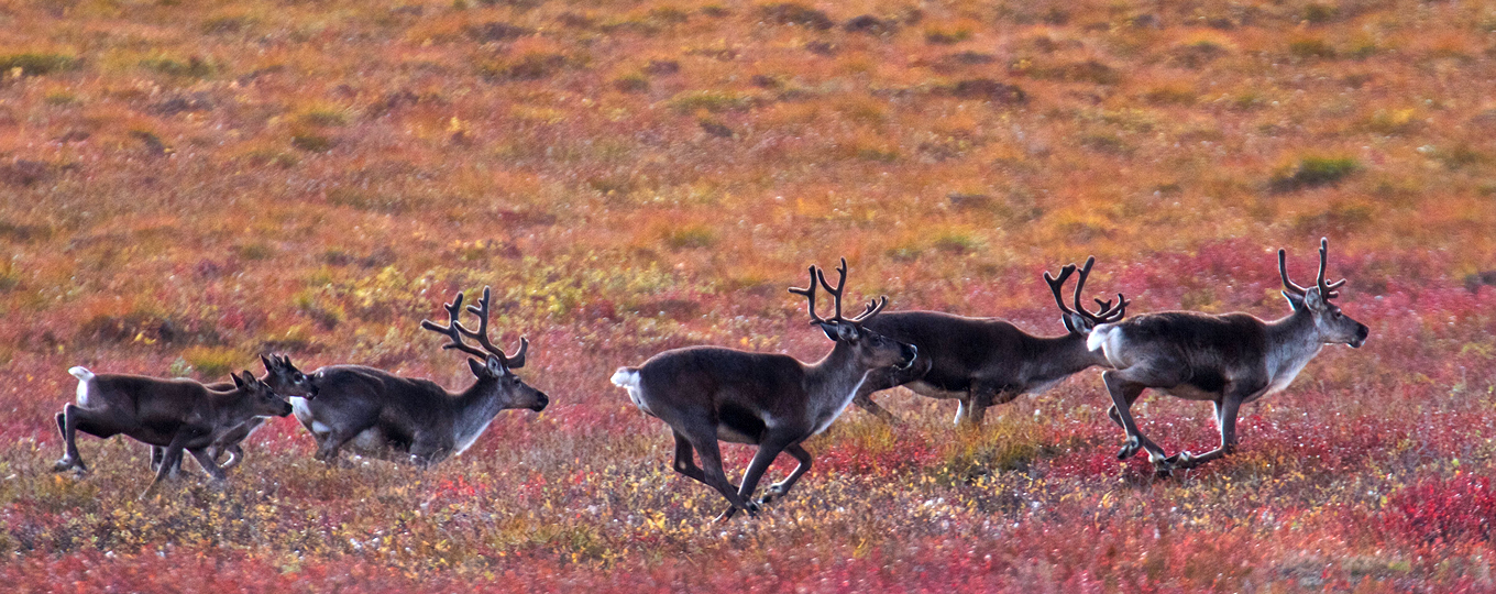 Fall caribou migration
